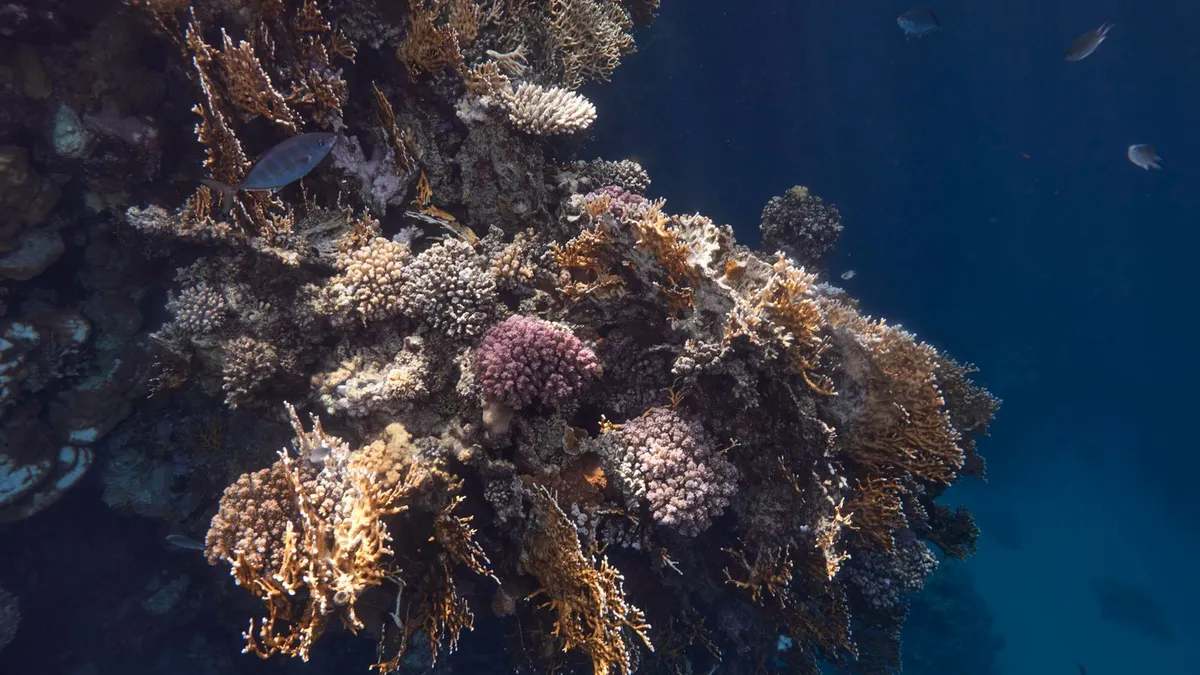Kleurrijk koraal en vissen onder water in de Rode Zee bij Marsa Alam