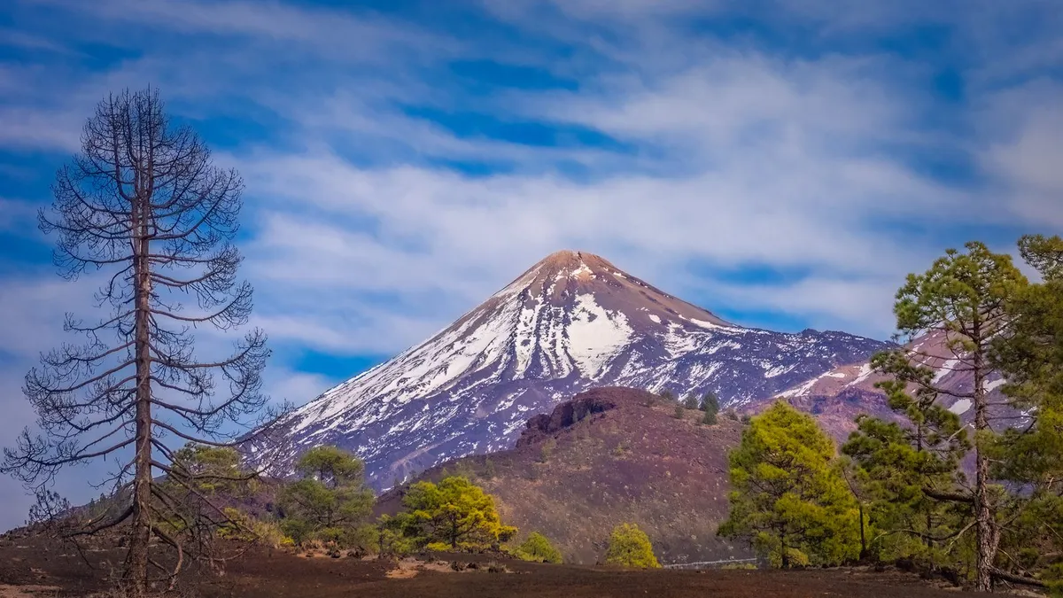 De vulkaan Teide op Tenerife met sneeuw op de top, omringd door pijnbomen